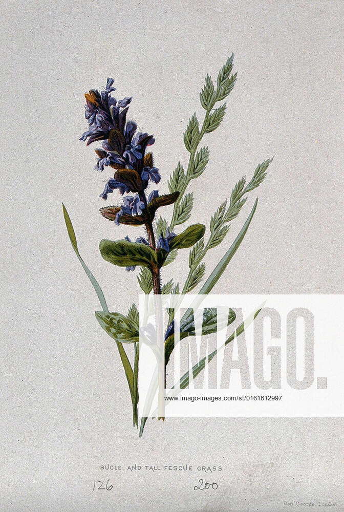 A bugle flower (Ajuga reptans) and fescue grass (Festuca elatior ...