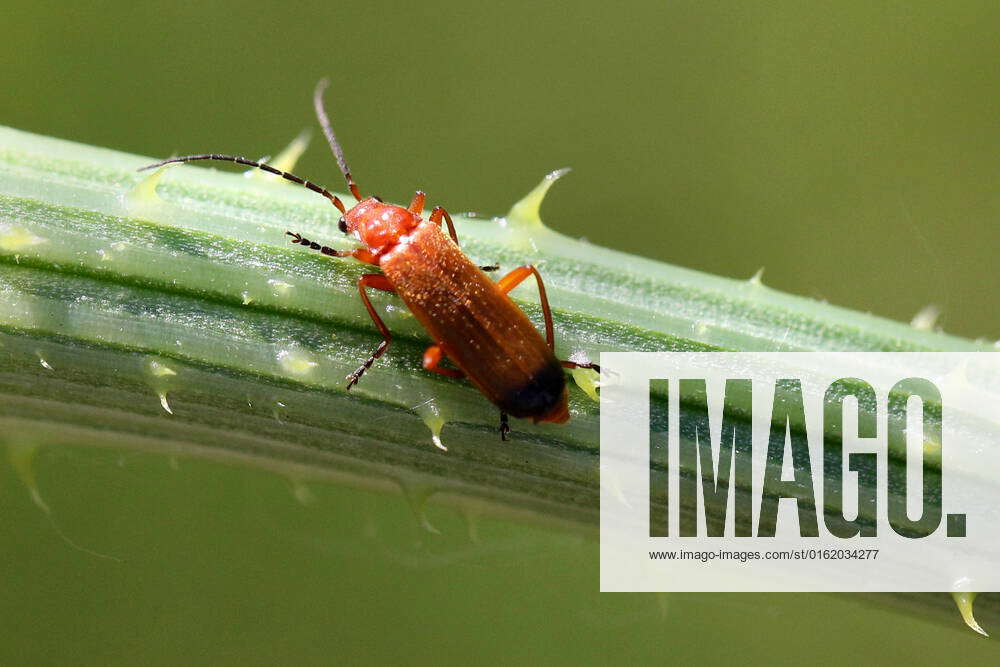 Common Red Soldier Beetle Common red soldier beetle (Rhagonycha fulva