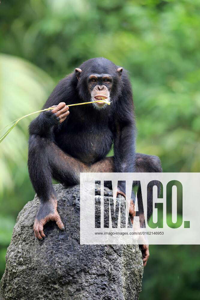 Chimpanzee, Adult male uses Tool, fressend Pan troglodytes troglodytes