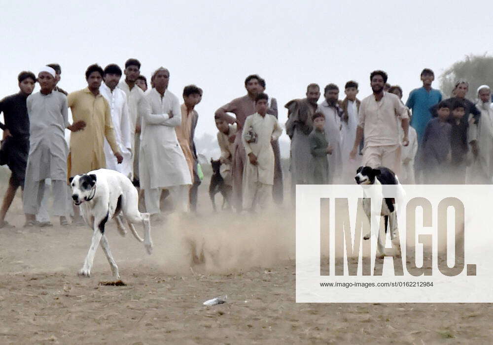 (220704) PESHAWAR, July 4, 2022 Dogs chase a fake rabbit in a