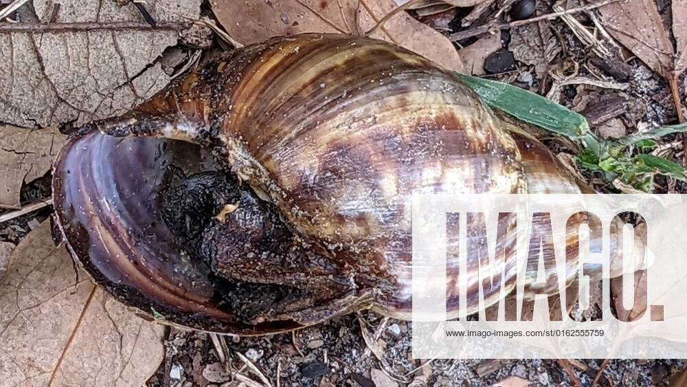 July 8, 2022, NEW PORT RICHEY, Florida, USA The carcass of a giant