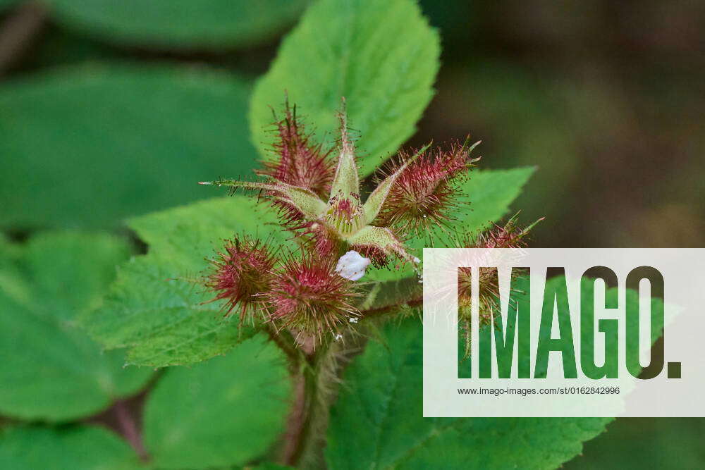 Nature Japanese Grapevine Opened and closed flowers of a Japanese ...