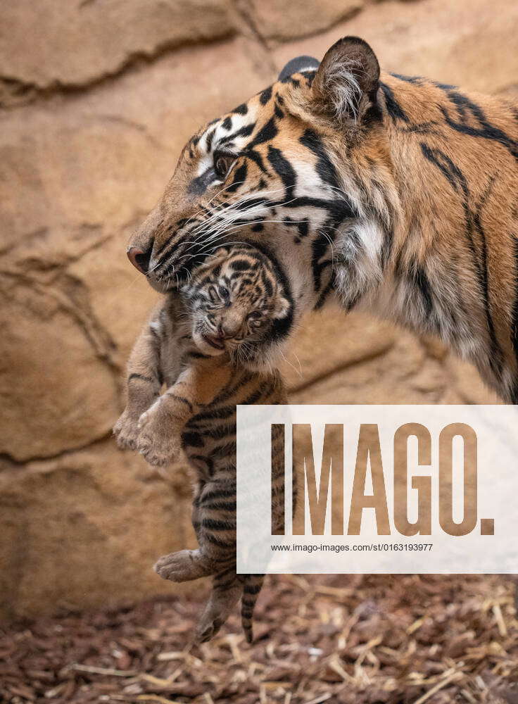 Pictured: Adorable endangered Siberian tiger cubs born in Woburn