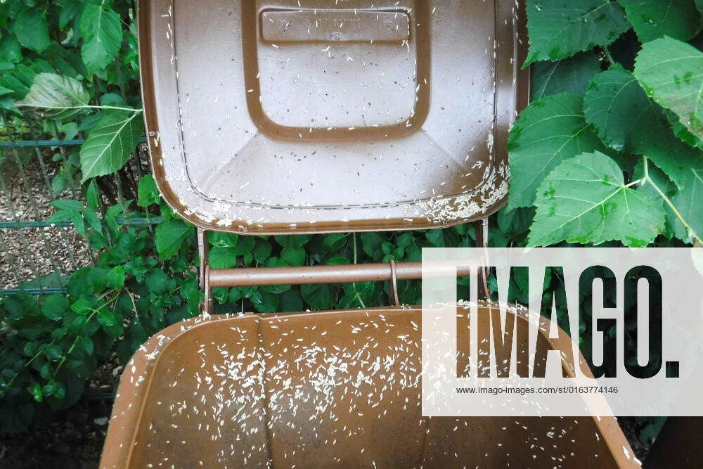 Organic garbage can full of maggots