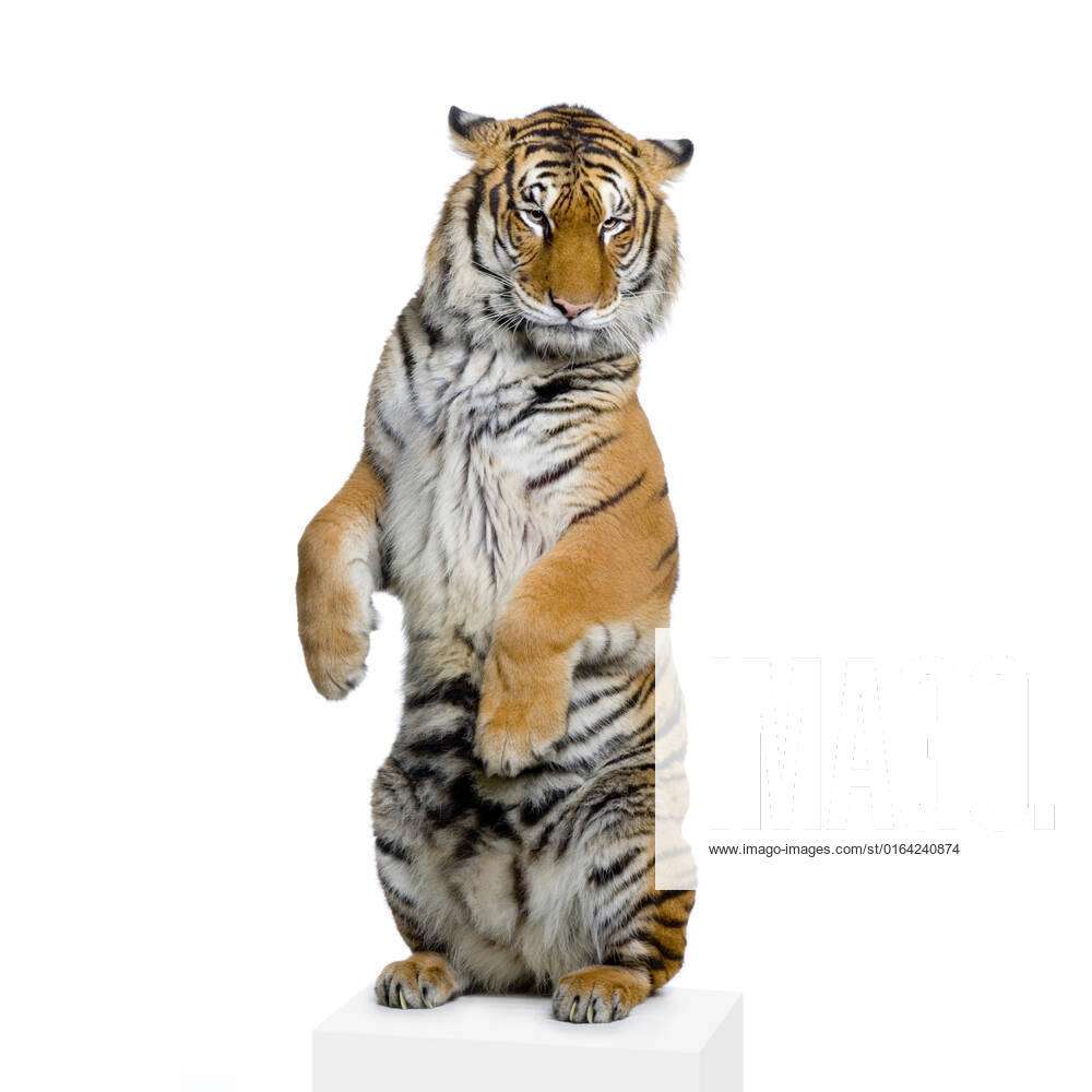 Tiger standing up. In front of a white background looking at the