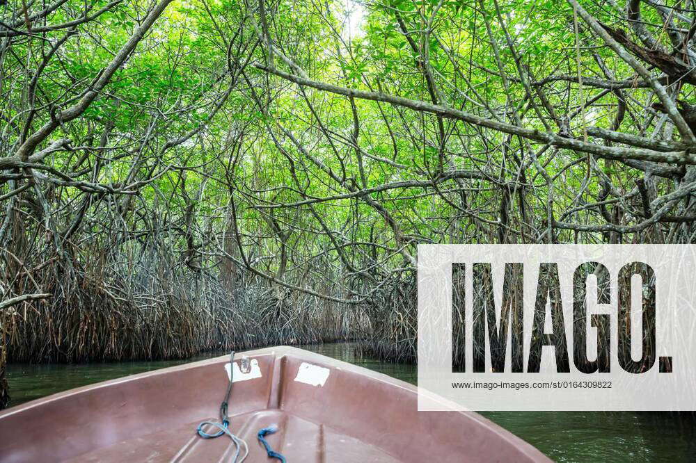 River, tropical mangroves Ceylon, view from boat, Jungle river and ...