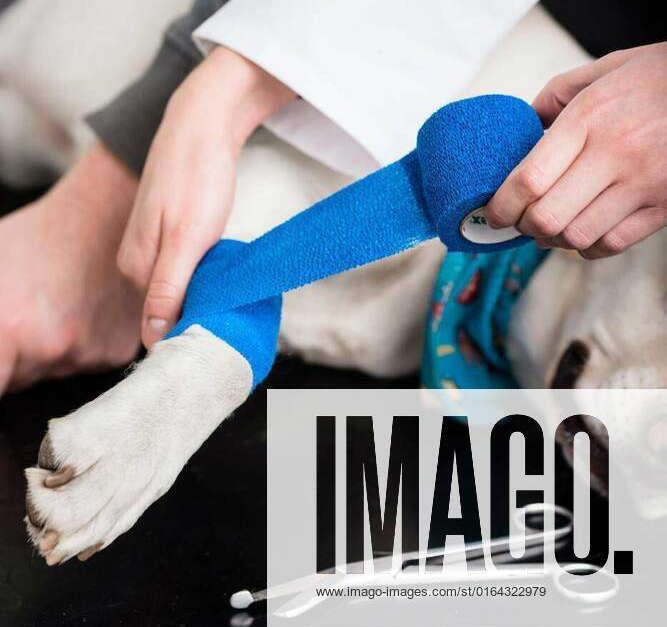 Closeup of a dog leg getting bandage, Dog getting bandage after injury