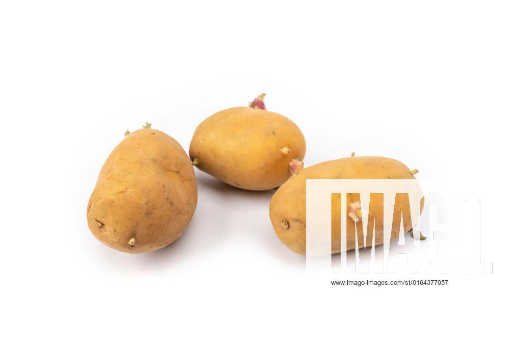 Sprouted potato plants ready for planting, set of sprouted potato