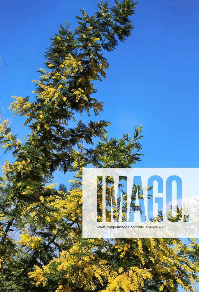 Mimosa flowers against blue sky, Acacia dealbata ( mimosa ) tree with