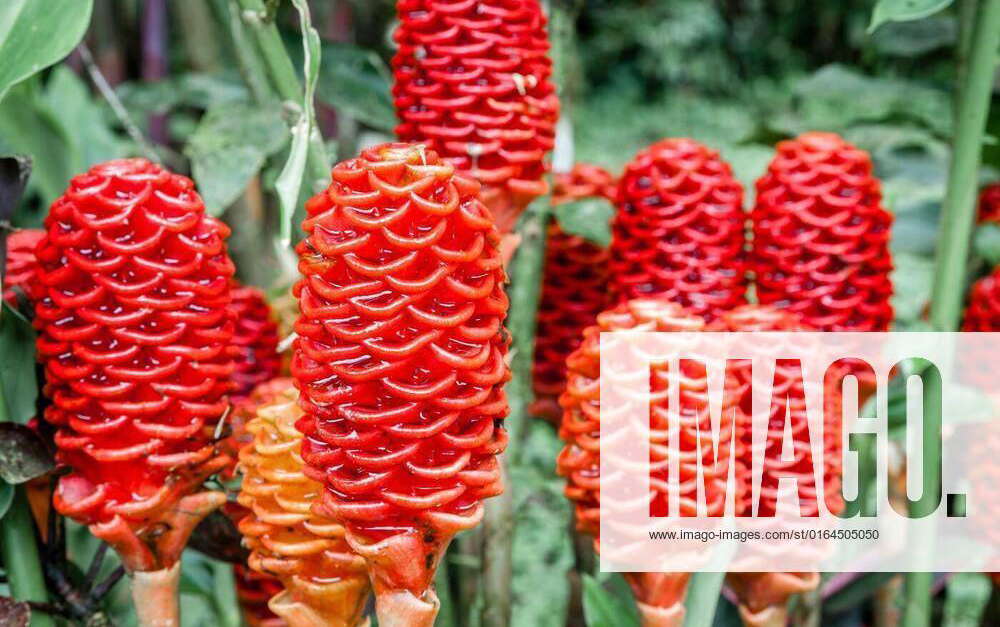 Shampoo ginger flowers, Close-up image of shampoo ginger flowers aka ...