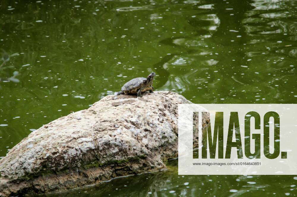 A turtle sits alone on a rock in a pond