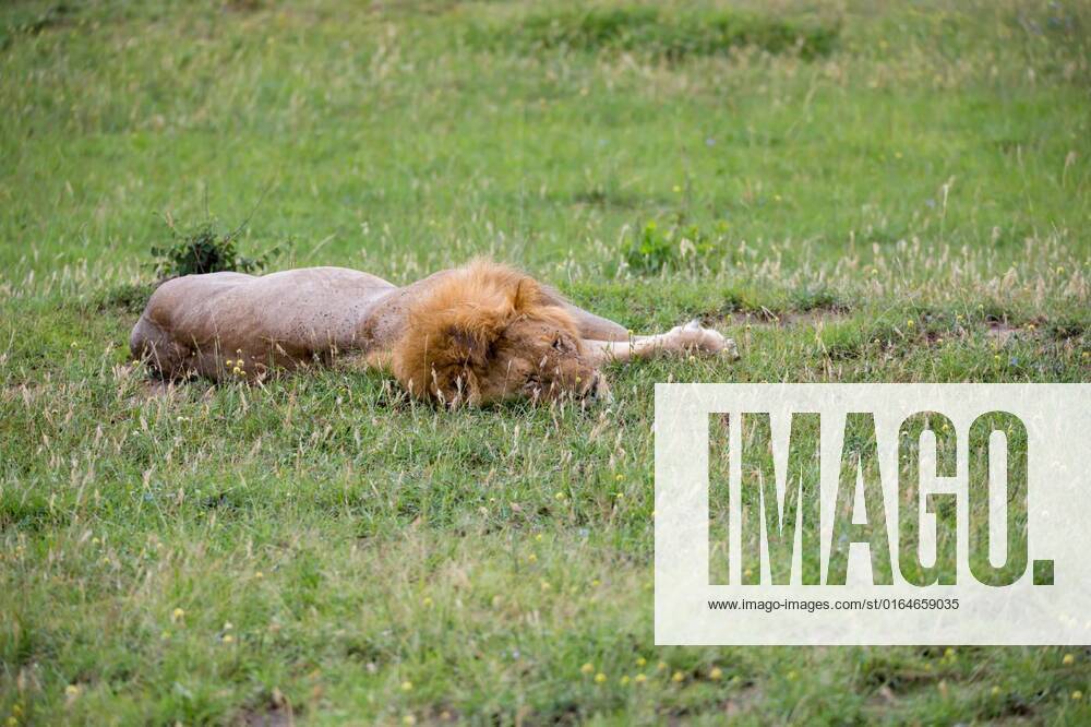 a-big-lion-lies-in-the-grass-in-the-savanna-of-kenya-one-big-lion-lies