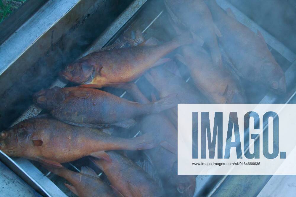 Fish smoking in smokehouse, Fish smoking in smokehoude. Hot fish with steam