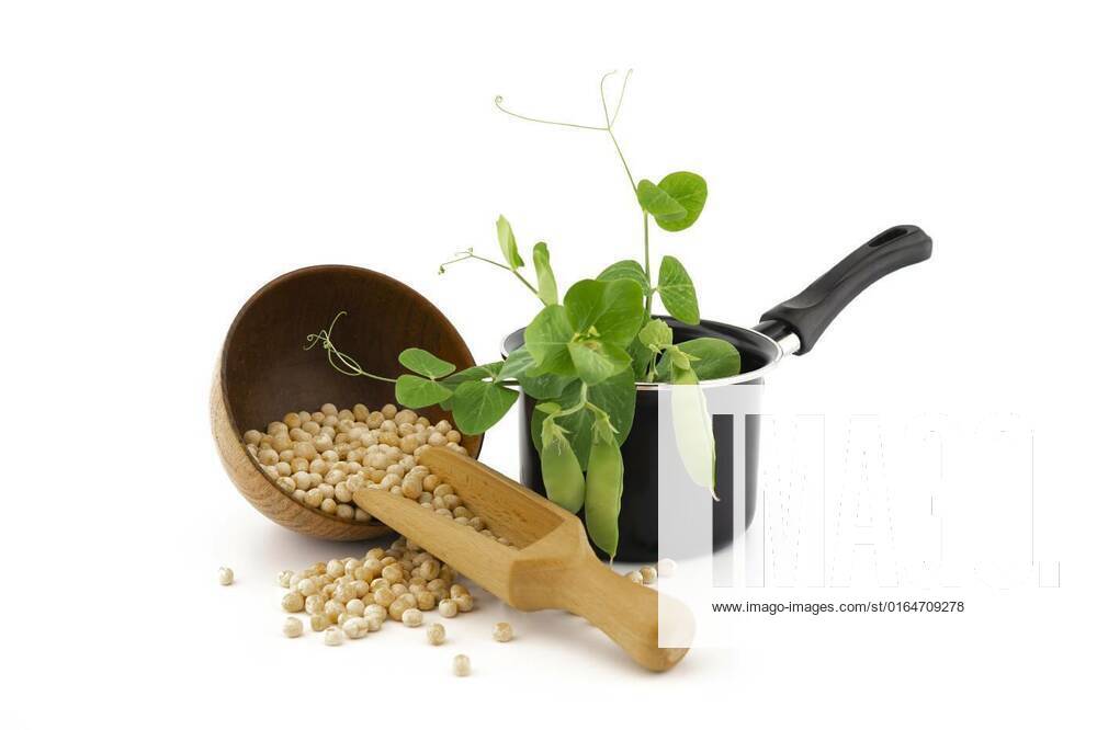 Dried chickpeas with fresh green plant, Dried chickpeas spilling from a