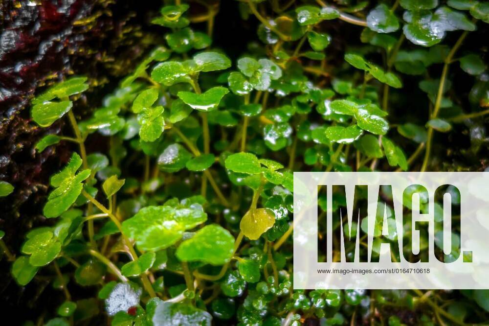 Watercress plant closeup view, Watercress plant closeup view. Macro
