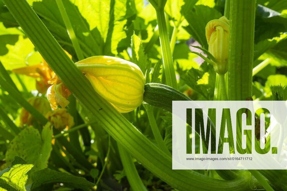 Edible zucchini or courgette flower on the plant, Edible zucchini or