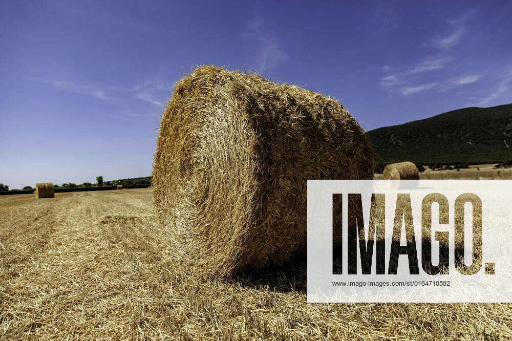 Wheat bale in the field, Bale of wheat in the field, detail of cereal