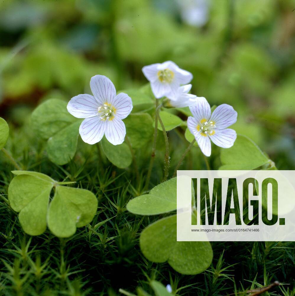 Wood sorrel oxalis acetosella