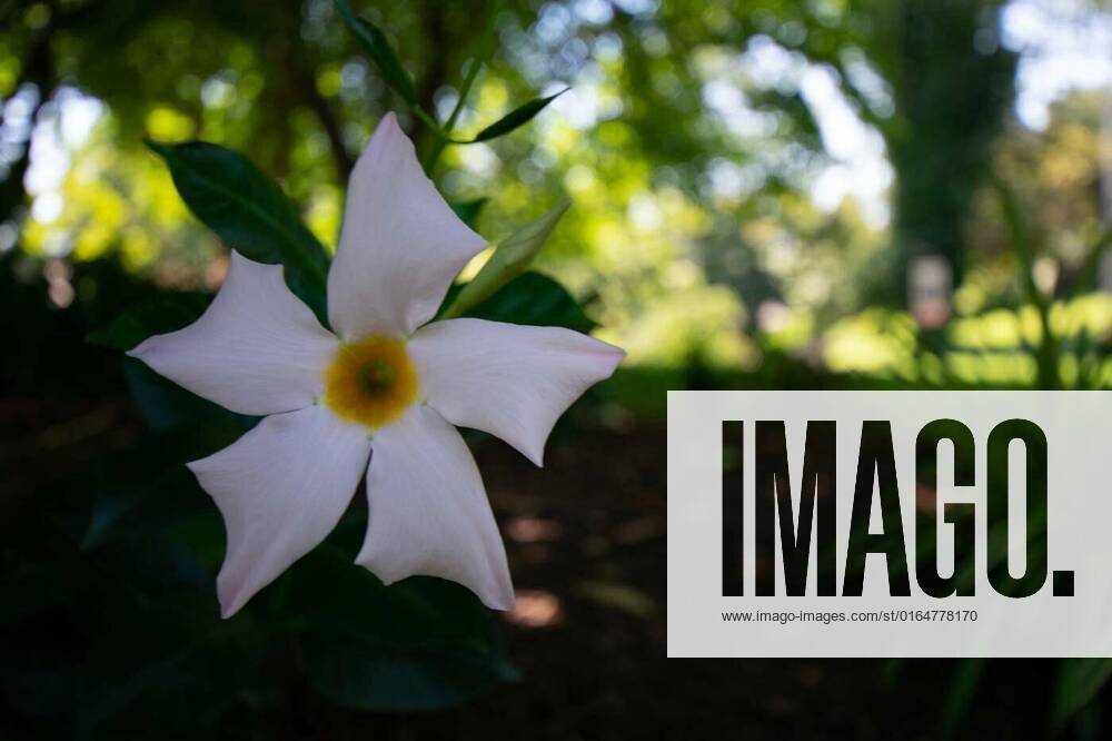 A White and Yellow Flower in Black Mulch Under Shade, A White and