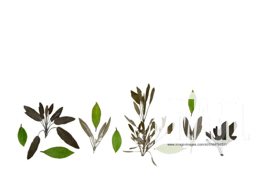 Abstract design of dried pressed sage and bay leaves, against white