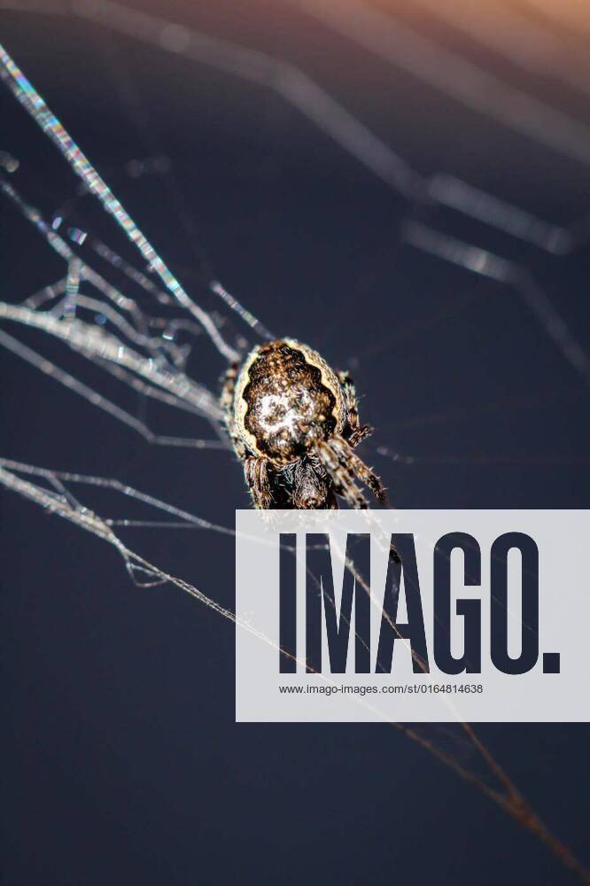 Macro of a garden spider in the web