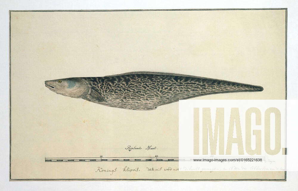 Genypterus capensis (Kingklip). Kings Klipfish (Xiphiurus capensis