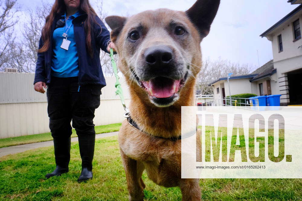 lost-dogs-home-melbourne-rugger-is-seen-with-his-handler-at-the-lost