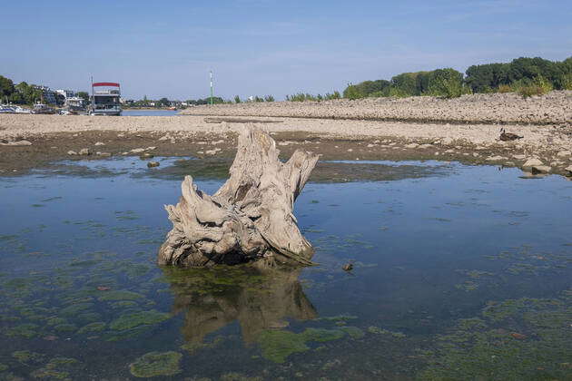 Low water on the Rhine, in the picture Cologne Suerth photo of 11 08 ...