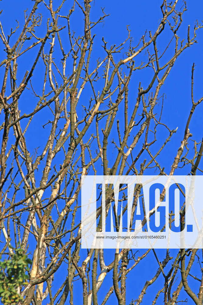 Heat damage in 2022 Withered trees after direct sunlight during a heat wave and