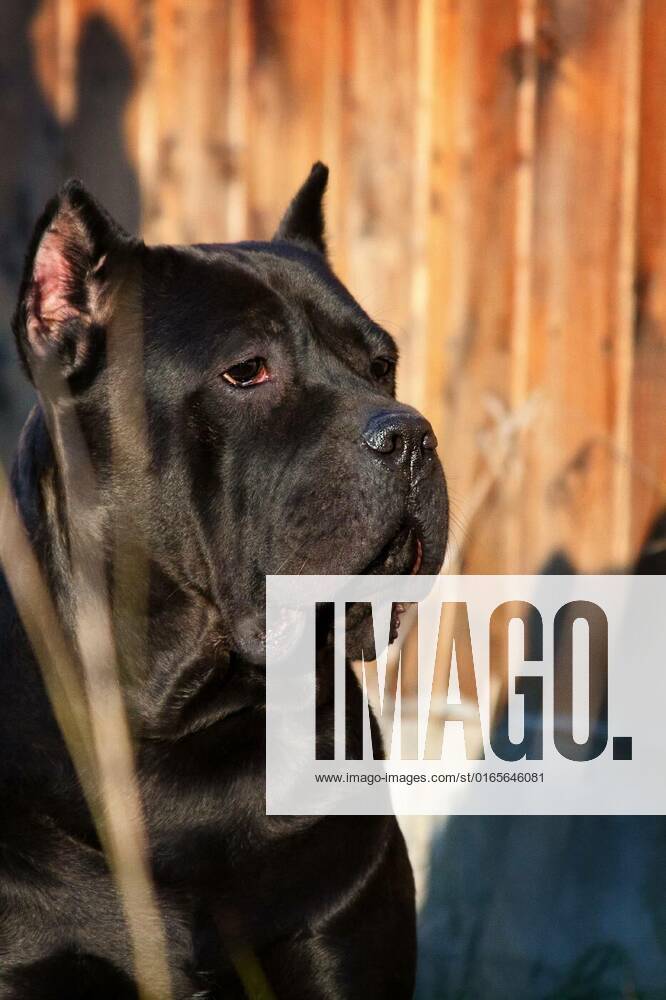 Portrait of a beautiful big black dog breed Italian Cane Corso, Kane ...