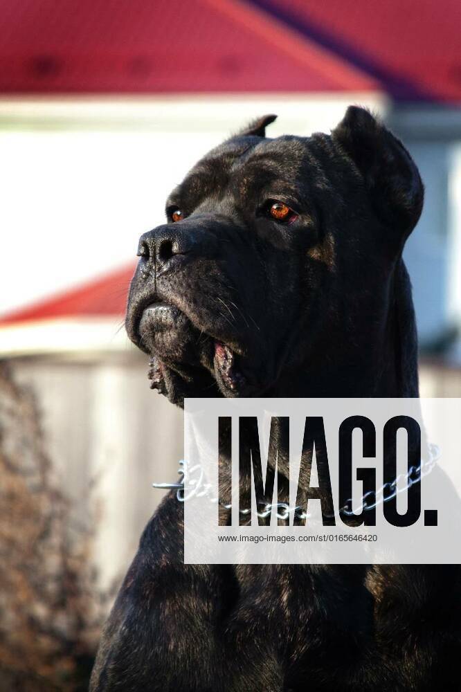 Portrait of a beautiful big black dog breed Italian Cane Corso, Kane ...