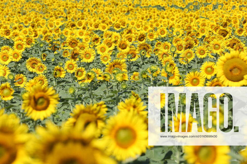 Sunflower Field In Canada Sunflower field in Markham, Ontario, Canada