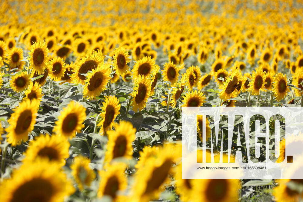 Sunflower Field In Canada Sunflower field in Markham, Ontario, Canada