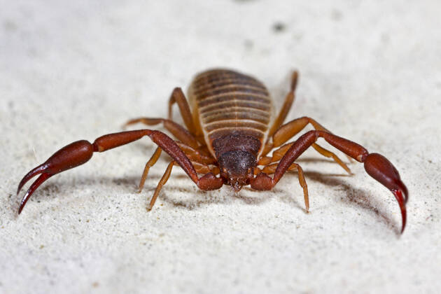 Buecherskorpion Buecher Skorpion Afterskorpion After Skorpion Auf buecherskorpion-buecher-skorpion-afterskorpion-after-skorpion-auf