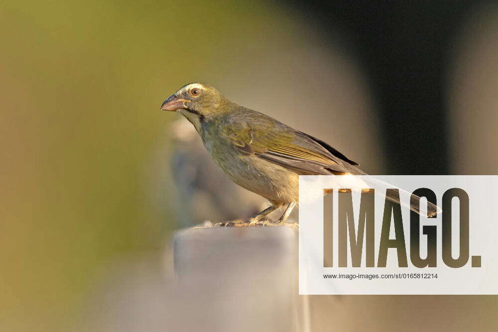 gray saltator saltator coerulescens , sits at a wooden post, Brazil ...