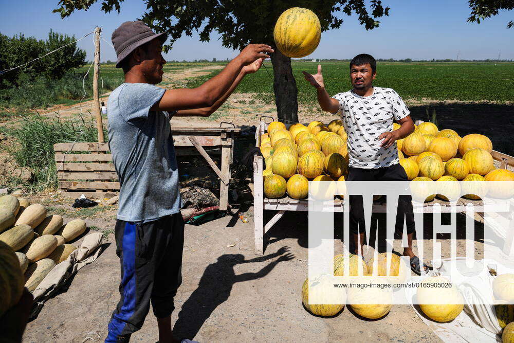 TASHKENT, UZBEKISTAN - AUGUST 17, 2022: Melons are for sale by a road