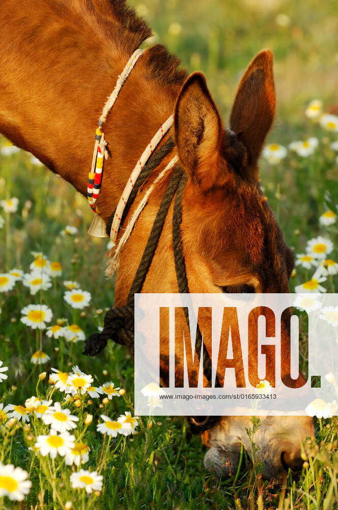 Image shows a mule eating grass under warm afternoon light , 1191453 ...