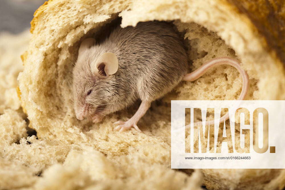 Mouse and bread, rural vivid colorful theme , 17376028, mouse, pet