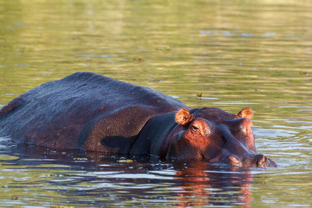 Portrait of Hippo Hippopotamus Hippopotamus. National Park Moremi ...