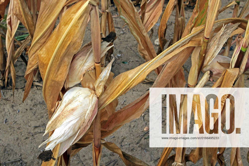 Crop failures in agriculture Corn fields wither after prolonged drought ...
