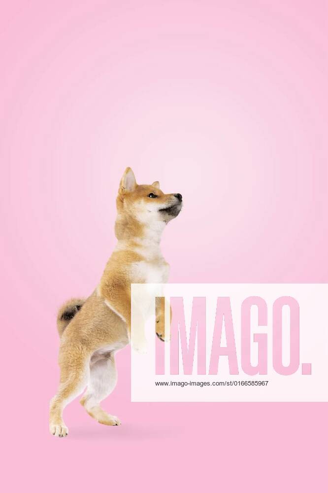 Jumping shiba inu puppy dog in front of pink gradient background ...