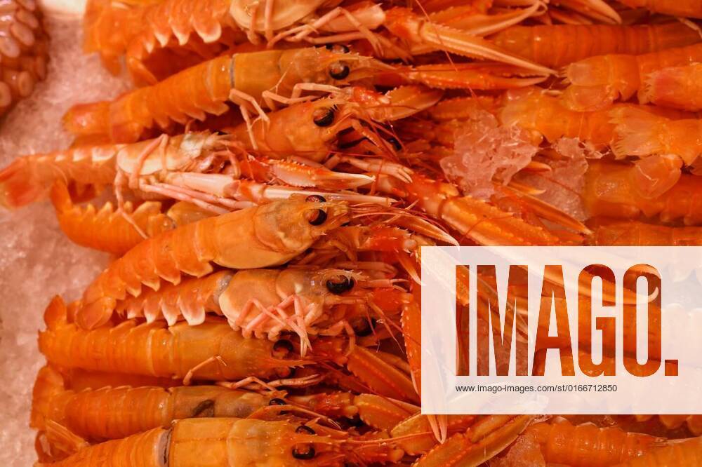 Fresh catch of langoustine lobsters on ice, Close up fresh catch of raw