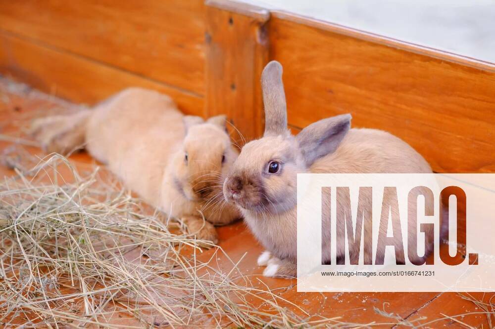 Two fluffy pet bunny