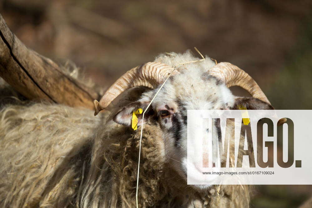 Ram or rammer, male of sheep in rural farm , 21838102, sheep, ram, rams ...