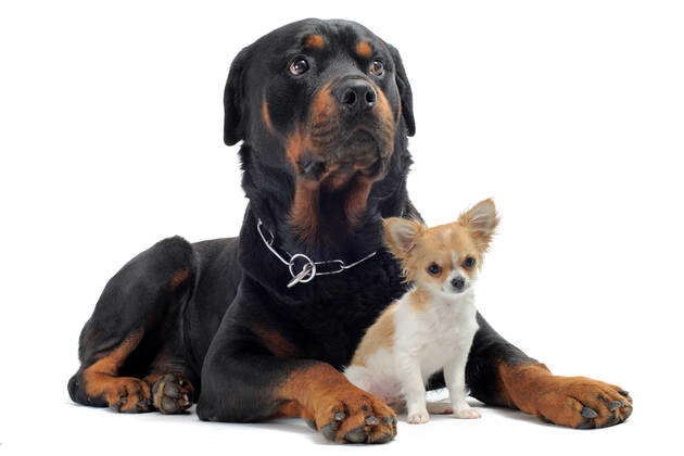 Rottweiler chihuahua shops puppies