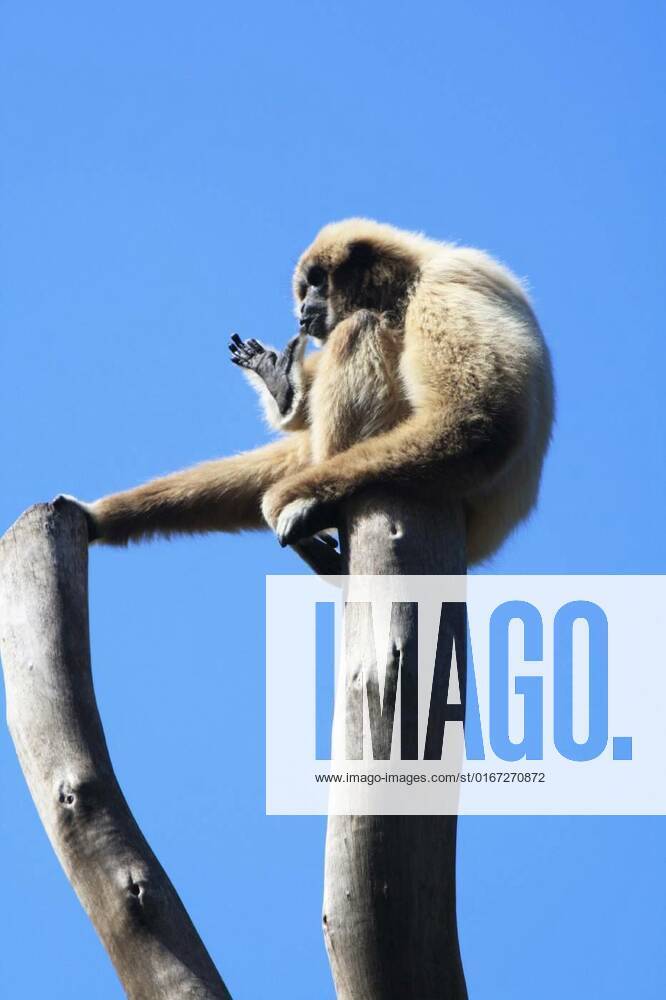 Whitehanded gibbon