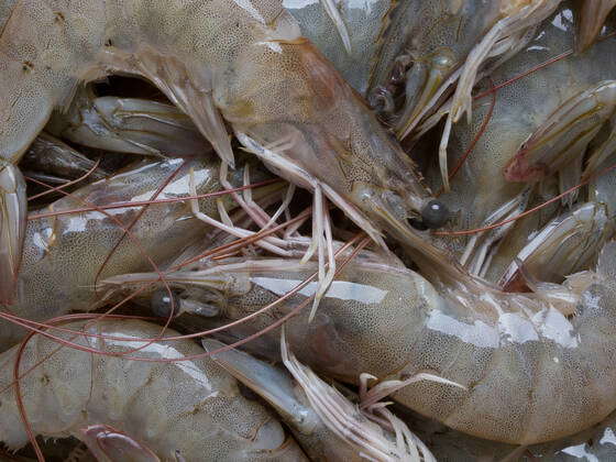 raw,shrimp,raws,shrimps