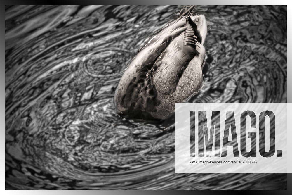 Duck searching for food , 269422, duck, pond, park, bird, winnipeg