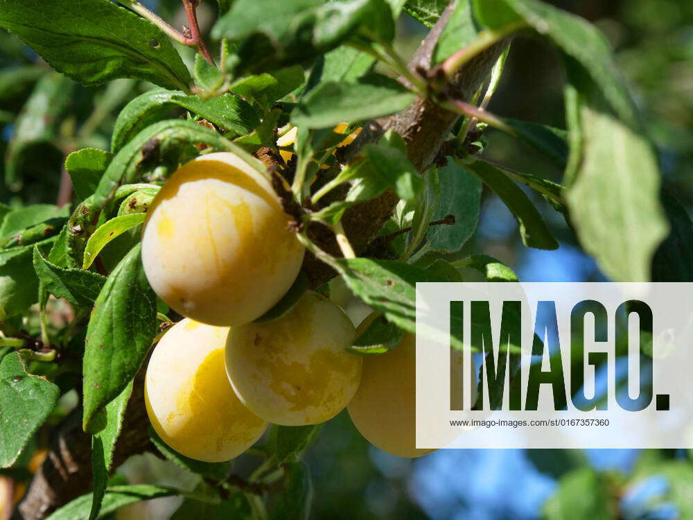 Reife Mirabellen an einem Mirabellenbaum im heimischen Garten Mirabelle ...