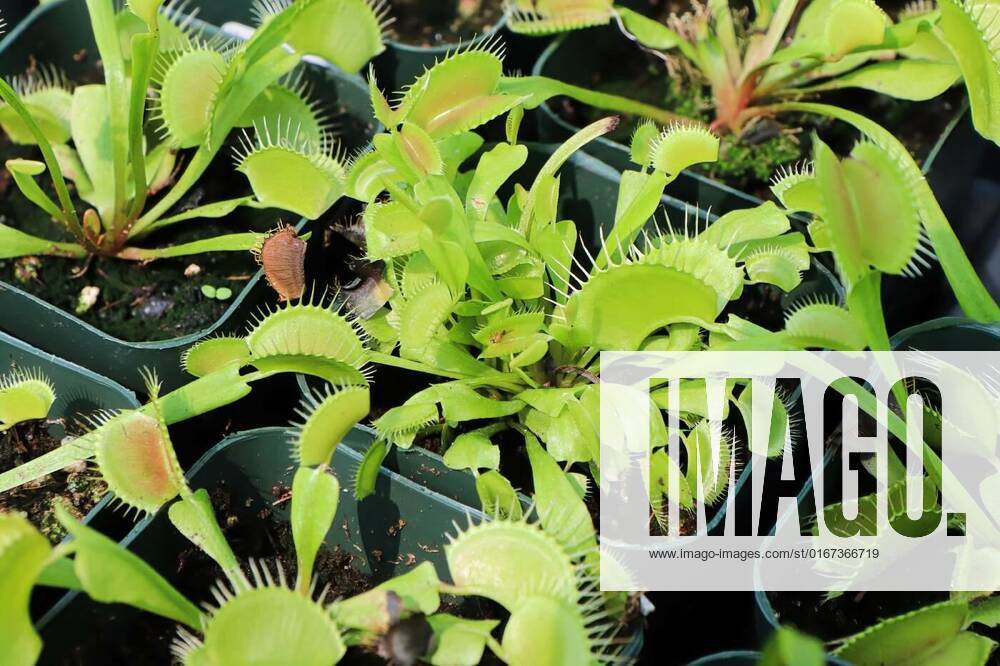Trays full of Venus Fly Trap plants in tiny pots, Trays full of Venus